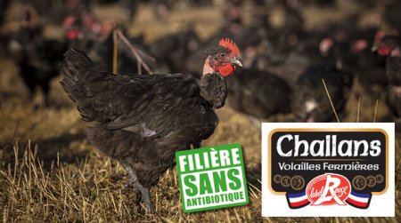 Poulet fermier de Challans, Filière sans antibiotique, volaille, PassionFroid, Grossiste en alimentation