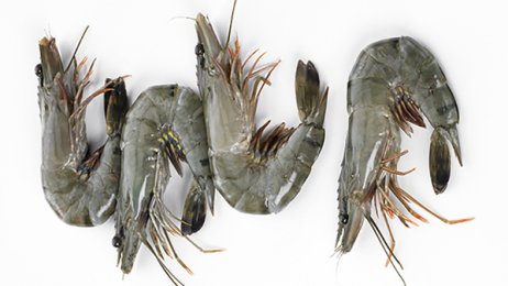 Crevettes tropicales entières crues Black Tiger 16/20 | Grossiste alimentaire | PassionFroid