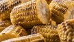 Demi-épis de maïs grillé 1 kg Bonduelle | Grossiste alimentaire | PassionFroid - 2