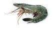 Crevettes tropicales entières crues Black Tiger 16/20 | Grossiste alimentaire | PassionFroid - 2
