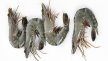 Crevettes tropicales entières crues Black Tiger 8/12 | Grossiste alimentaire | PassionFroid