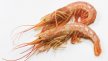 Crevette entière crue sauvage x 10/20 - 1 kg | Grossiste alimentaire | PassionFroid - 2